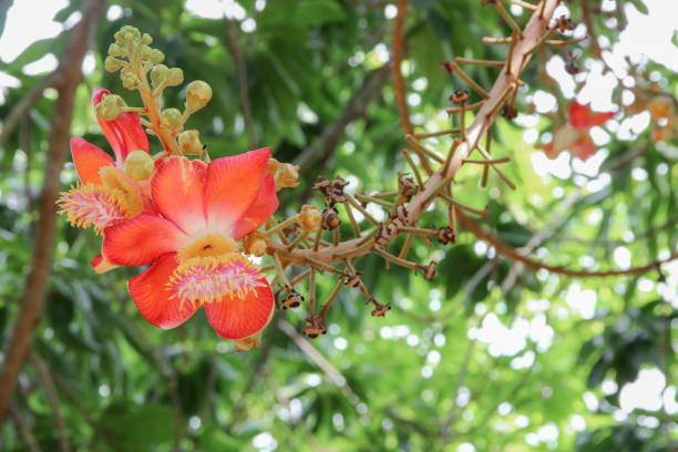 istock Cannon ball flower Beautiful  (Couroupita guianensis Aubl) Sal Tree 672002296