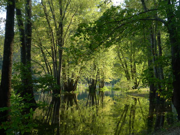 istock Green swampy area in Missouri 672003014