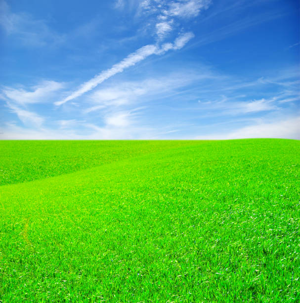 istock Field of grass and blue sky 672005092