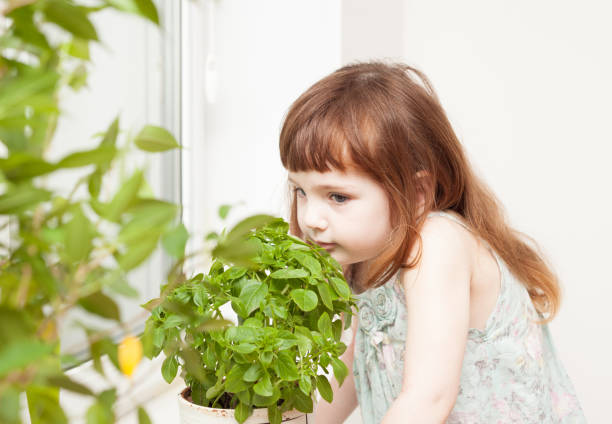 istock girl looks after a basil in a pot on windowsill 672007868