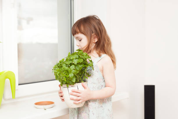 istock girl looks after a basil in a pot on windowsill 672007938