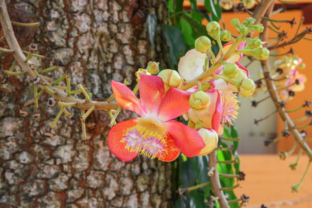 istock Cannon ball flower Beautiful  (Couroupita guianensis Aubl) Sal Tree 672008110