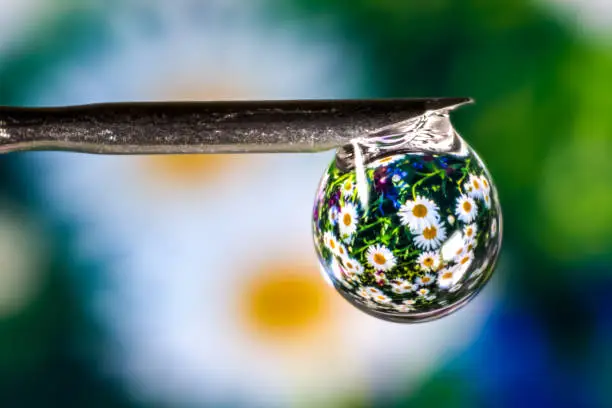 Water drop on needle