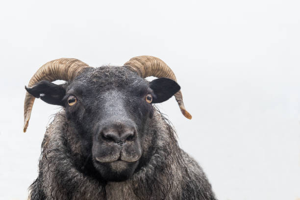 istock Head of a black sheep against a white background 672011476