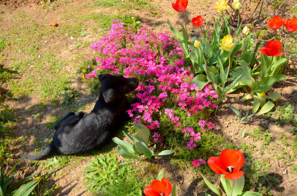 istock Puppy and flowers 672012050