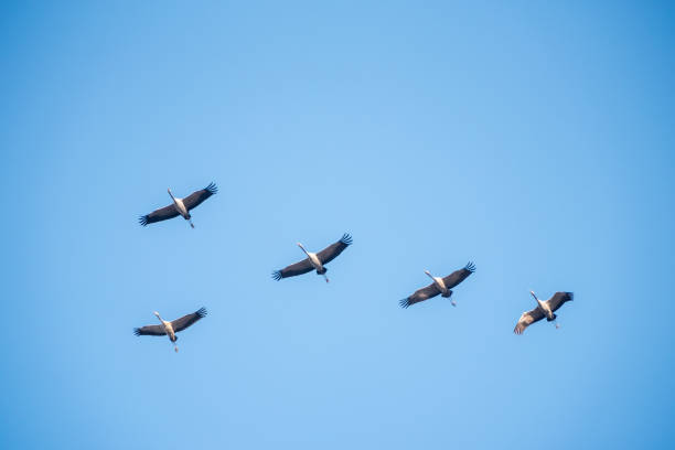 istock Crane formation in the blue sky 672015314