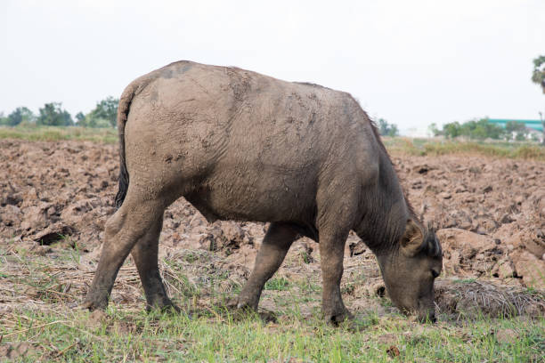 istock Asian buffalo eat grass on the field with blue sky,Thailand 672015608