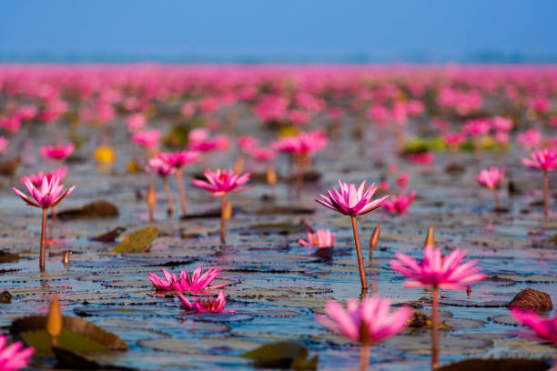 Red Lotus Lake Udon Thani Beautiful Red Lotus Sea Kumphawapi full of pink flowers in Udon Thani in northern Thailand. Flora of south east Asia. udon thani stock pictures, royalty-free photos & images