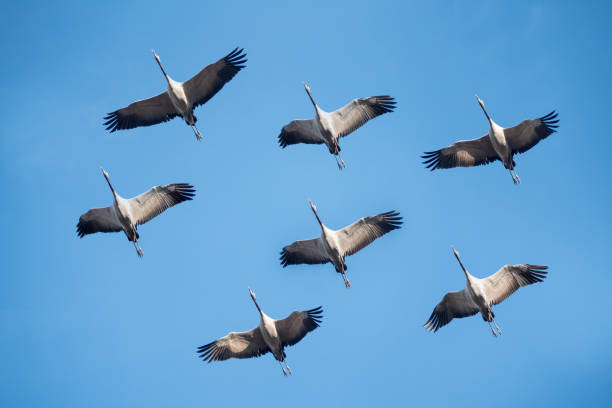 istock Cranes in the air from below in the sunlight 672015728