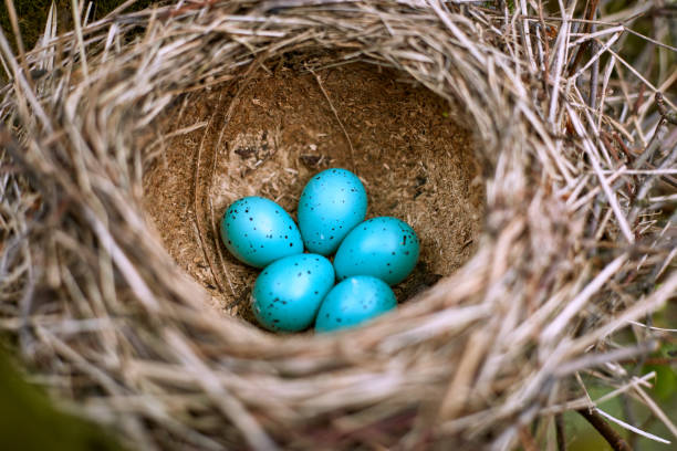 istock Nest of a bird with five eggs in the wild. 672016258
