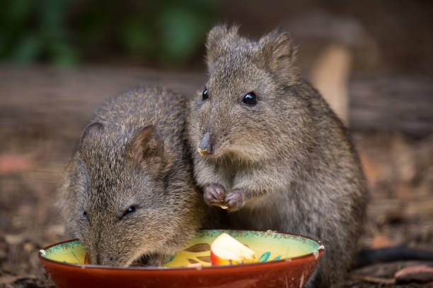 dois australianos potorous alimentação - canguru como marsupial - potoroo - fotografias e filmes do acervo