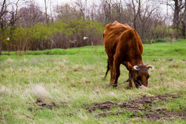 vaca en el pasto - guernsey cattle fotografías e imágenes de stock