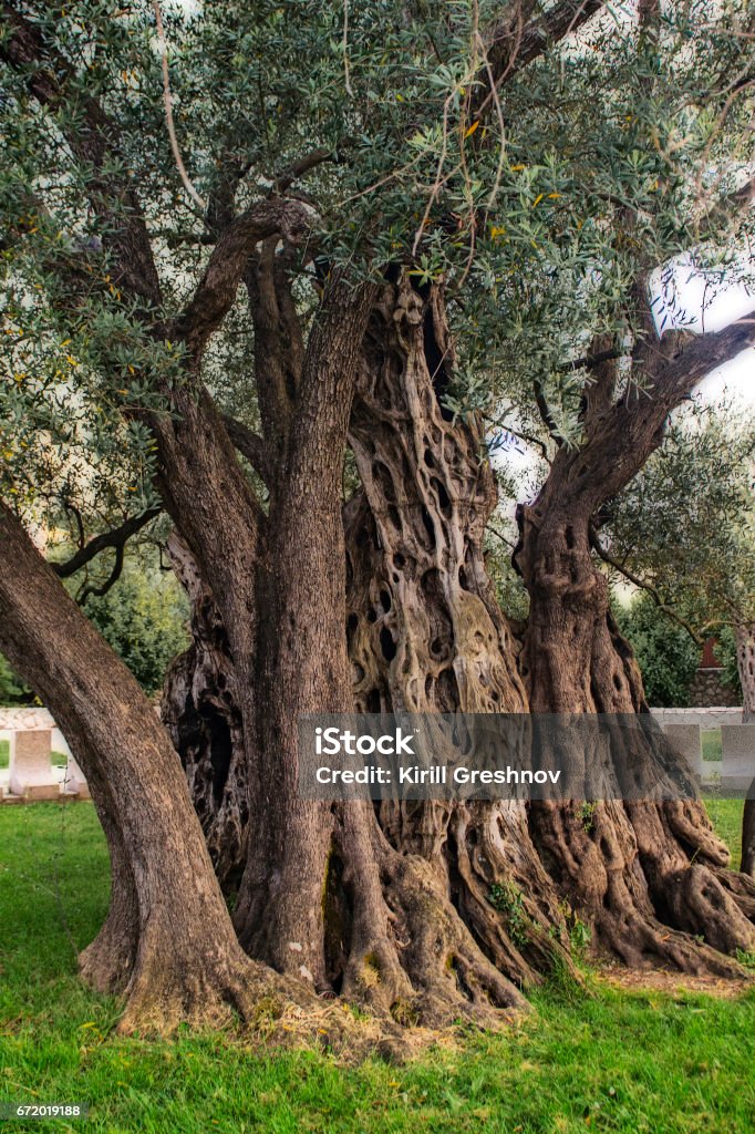 Trunk of an ancient olive tree, a beautiful texture of a tree bark Ancient olive tree age 2000 years 20-29 Years Stock Photo