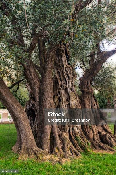 Trunk Of An Ancient Olive Tree A Beautiful Texture Of A Tree Bark Stock Photo - Download Image Now