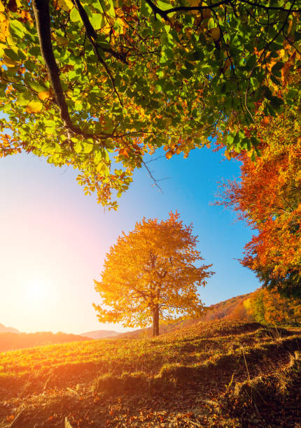 istock Majestic alone birch tree on a hill slope with sunny beams at mountain valley. 672019972
