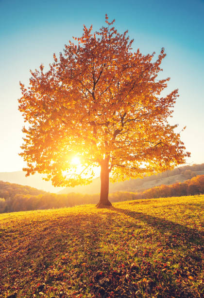 istock Majestic alone birch tree on a hill slope with sunny beams at mountain valley. 672019996