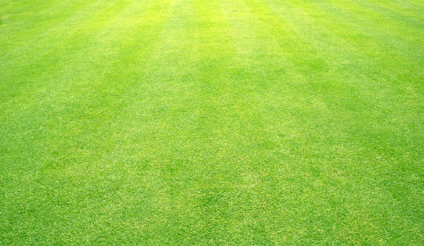 istock grass background Golf Courses green lawn 672020050