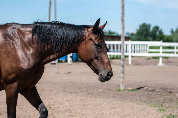istock Horse on the farm 672020248