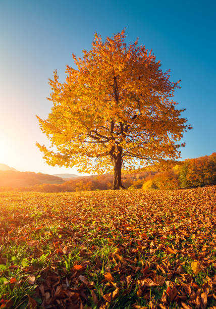 istock Majestic alone birch tree on a hill slope with sunny beams at mountain valley. 672021108