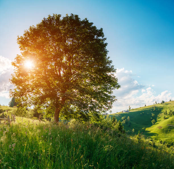 istock View of lonely tree on a hill slope by sunlight 672023488