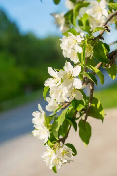 white apple flowers, spring vertical background