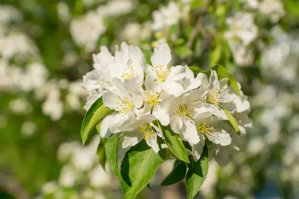 white apple flowers, spring background