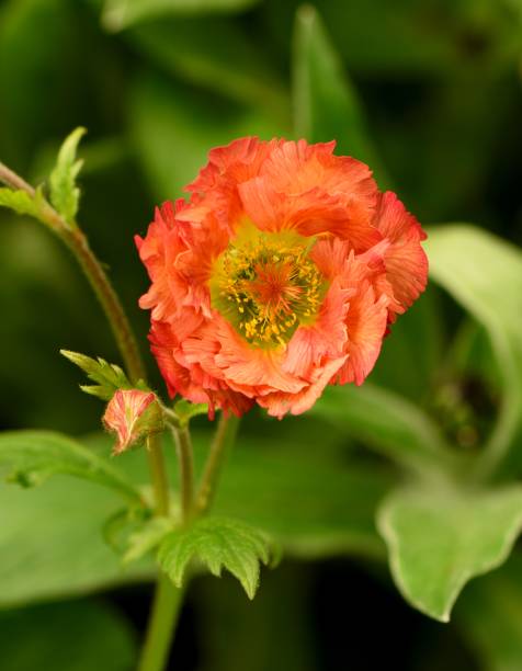 Geum Mai Tai Orange Geum Mai Tai mai tai stock pictures, royalty-free photos & images