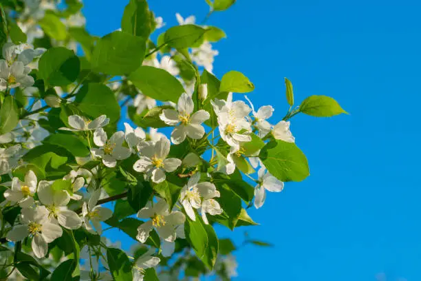 white apple flowers over blue sky, spring background
