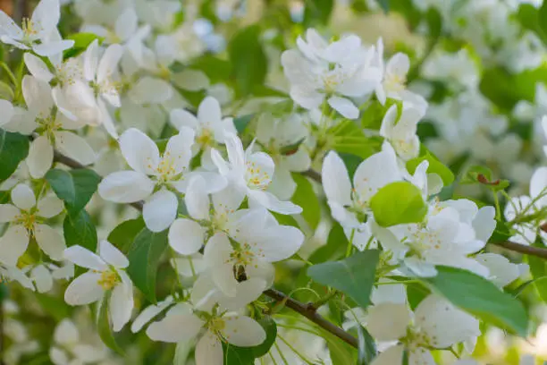 white apple flowers, spring background