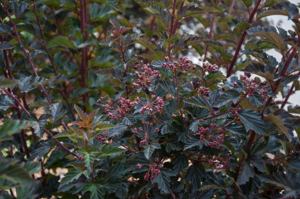 istock Cornus alba and the Cornus sanguinea in garden design 672029602
