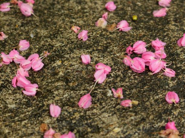 istock pink flowers on the floor 672033442