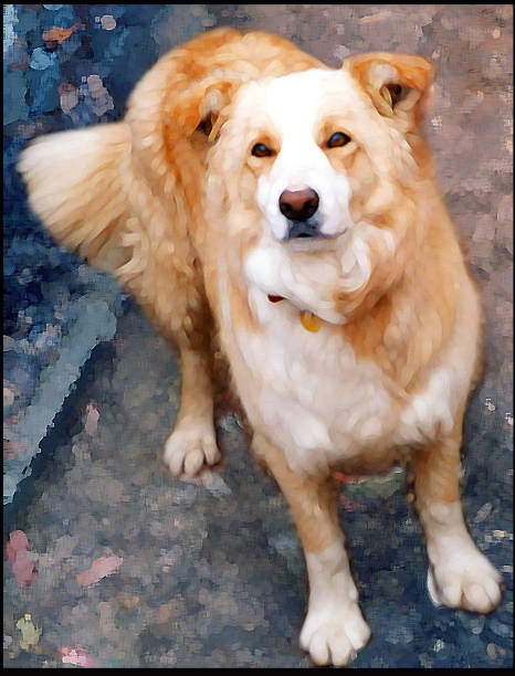 istock Golden Border Collie watercolor style 672039462