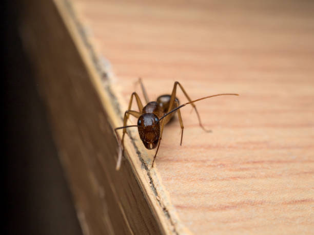 fourmis charpentières (camponotus sp.) à la recherche bois - wood ant photos et images de collection