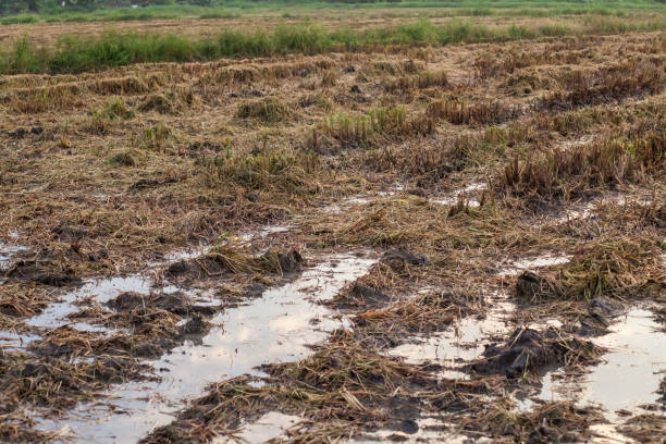 istock Harvested wet farm texture 672047180