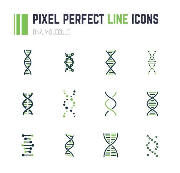 DNA molecule icon set Set of 12 line style DNA molecule icons. Double helix molecule. Linear flat vector illustration. Biotech icons, medecine or science icon. Genetics sign. genetics icon stock illustrations