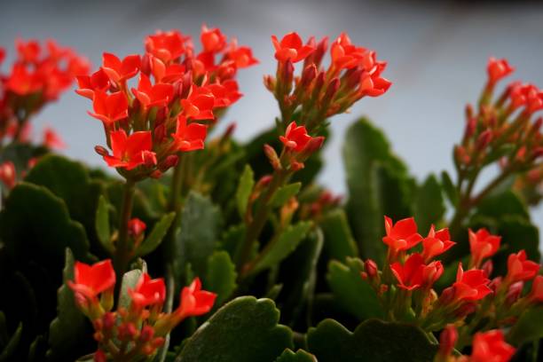 istock Four red petal flower, Kalanchoe Flower 672050016