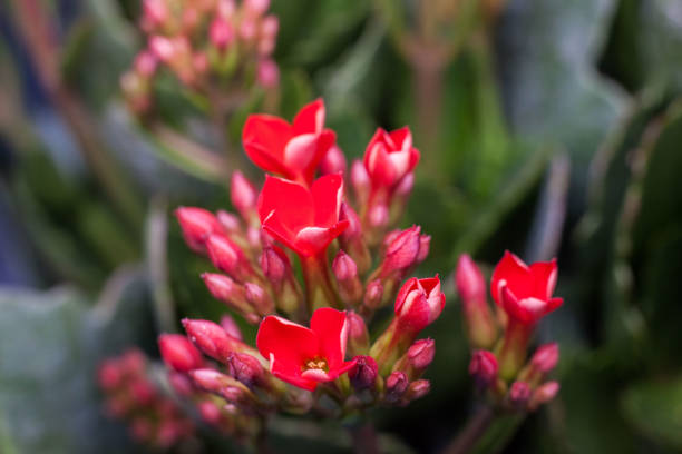 istock Four red petal flower, Kalanchoe Flower 672050140