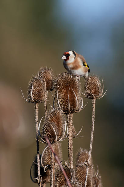 istock European Goldfinch (Carduelis carduelis) 672053466