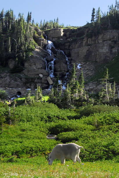 национальный парк ледник - montana british columbia glacier national park mountain mountain range стоковые фото и изображения