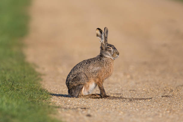 istock portrait of sitting brown hare  (Lepus europaeus) 672060374