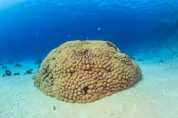 istock Coral Reef in the Red Sea, Egypt 672064372