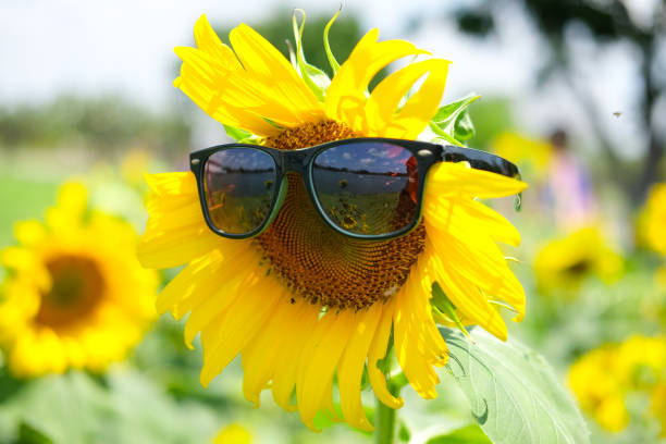 istock Sunflower with sunglasses in sunflower field 672070812