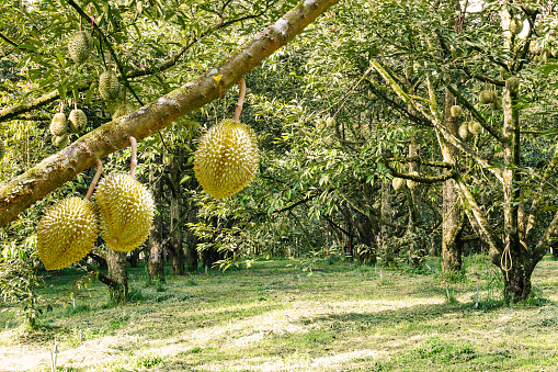 Fresh Mon Thong or Golden Pillow durian, king of tropical fruit, on its tree branch in the orchard