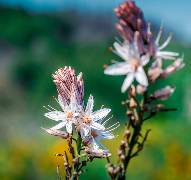 Closeup of wildflower