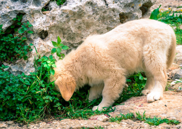 istock Golden retriver puppy playing around 672073640