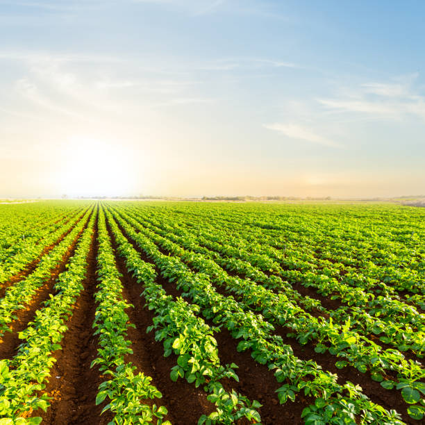istock closeup potato field at the sunset 672074832
