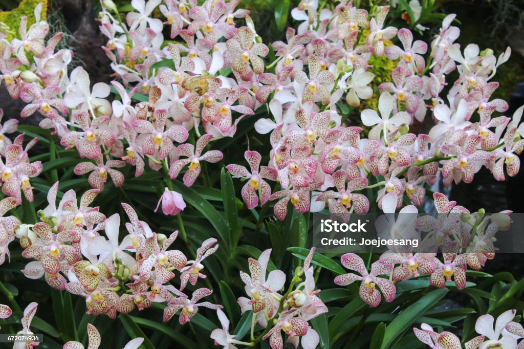 Foto de Mini Orquídea Branca E Rosa Flores Com Folha Verde e mais fotos de  stock de Botânica - Assunto - Botânica - Assunto, Branco, Colorido - iStock