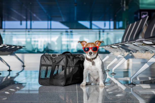istock dog in airport terminal on vacation 672075028