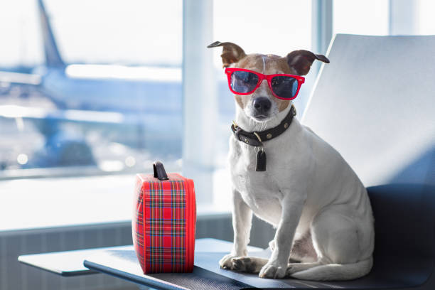 istock dog in airport terminal on vacation 672075092