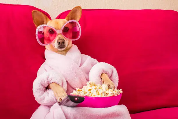 Photo of dog watching tv on the couch